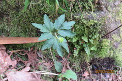 Anemonoides trifolia albida