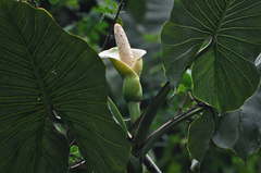 Montrichardia