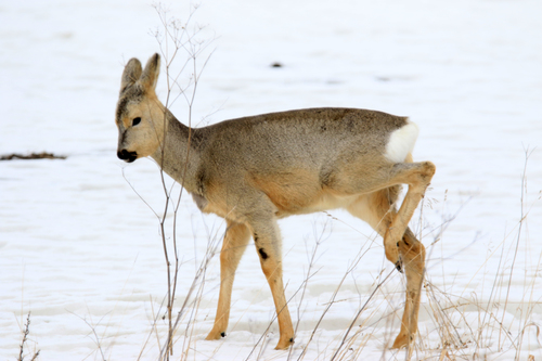Eastern Roe Deer