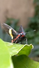 Mysoria barcastus