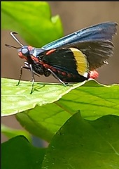 Mysoria barcastus
