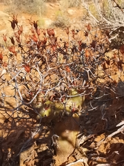 Tylecodon reticulatus