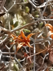 Tylecodon reticulatus