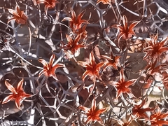 Tylecodon reticulatus