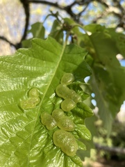 Neuroterus quercusirregularis