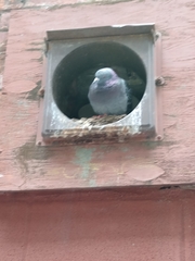 Columba livia