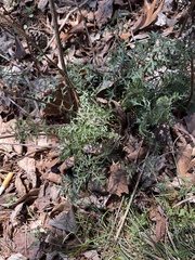 Packera millefolium