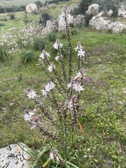 Asphodelus ramosus