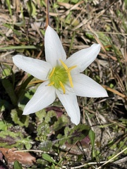 Image of Zephyranthes atamasco