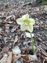 Helleborus viridis