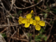 Paysonia lescurii