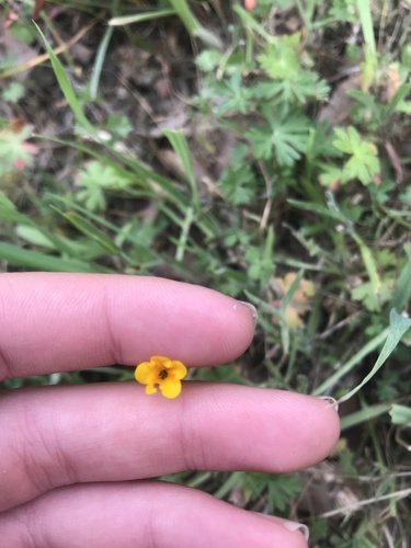 iNaturalist observation photo of Dicots