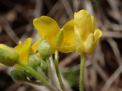 Paysonia lescurii