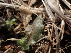 Paysonia lescurii