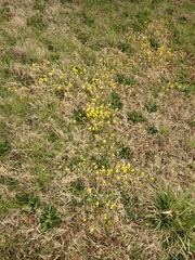 Paysonia lescurii