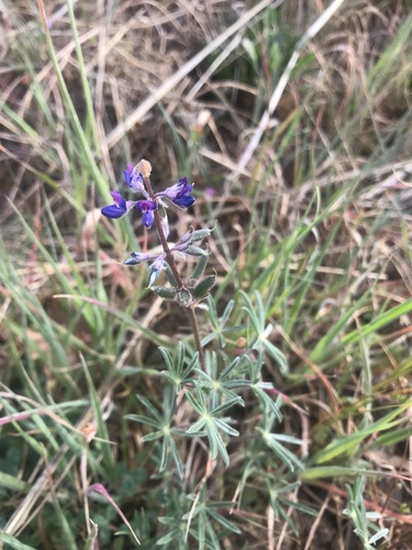 iNaturalist observation photo of Miniature Lupine