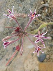 Pelargonium caledonicum