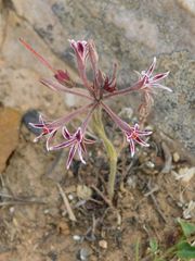 Pelargonium caledonicum