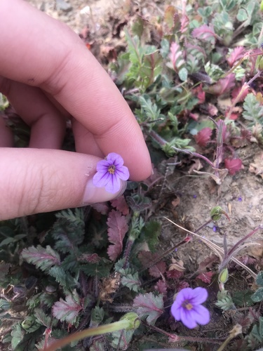 iNaturalist observation photo of Mediterranean Stork's-bill