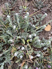 Plagiobothrys collinus californicus