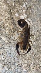 Centruroides nigrimanus