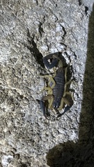 Centruroides nigrimanus