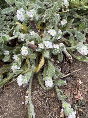 Plagiobothrys collinus californicus