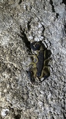 Centruroides nigrimanus