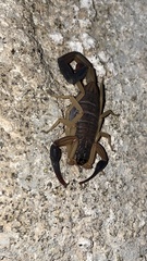 Centruroides nigrimanus