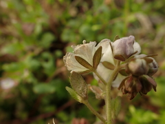 Phacelia dubia interior