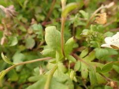 Phacelia dubia interior