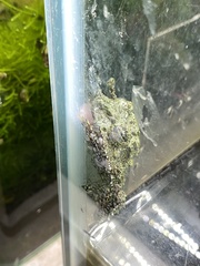 Theloderma corticale