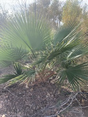 Washingtonia filifera
