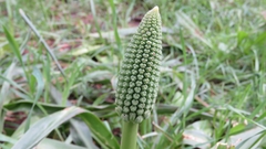 Scilla hyacinthoides