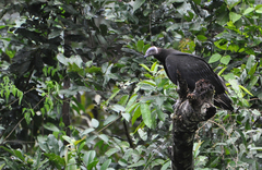 Cathartes burrovianus
