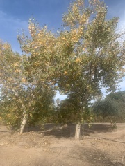 Populus fremontii