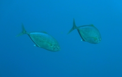 Craterognathus plagiotaenia