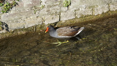 Gallinula chloropus
