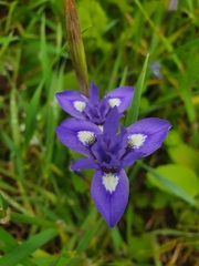 Moraea sisyrinchium