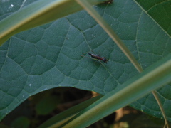 Cranistus colliurides