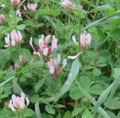 Trifolium clypeatum