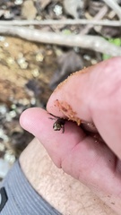 Eleutherodactylus pipilans