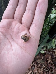 Succinea