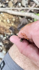 Eleutherodactylus pipilans