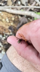 Eleutherodactylus pipilans