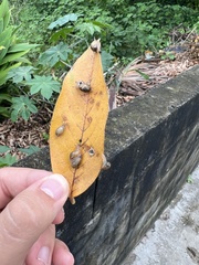 Succinea