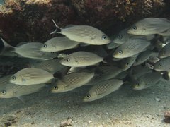 Haemulon maculicauda