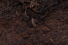 Porcellium collicola