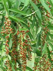 Citharexylum hexangulare