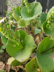 Claytonia perfoliata